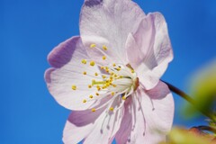 咲くの早すぎたかな・・・