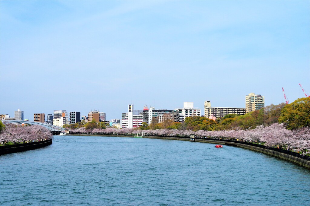 大川を彩る桜