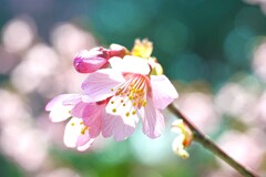 花粉症の季節に・・・