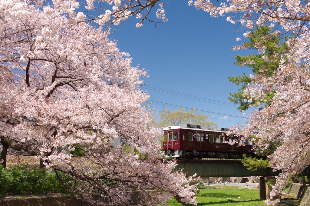 夙川の桜と阪急電車