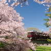 夙川の桜と阪急電車