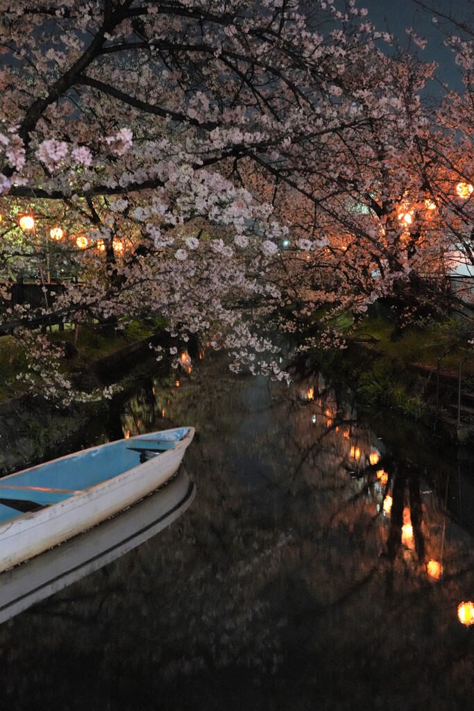 砂子水路の夜桜