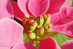 思いやりの花1