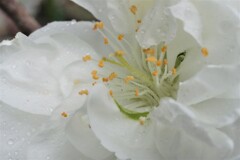 庭に咲く照手桃