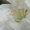 庭に咲く照手桃