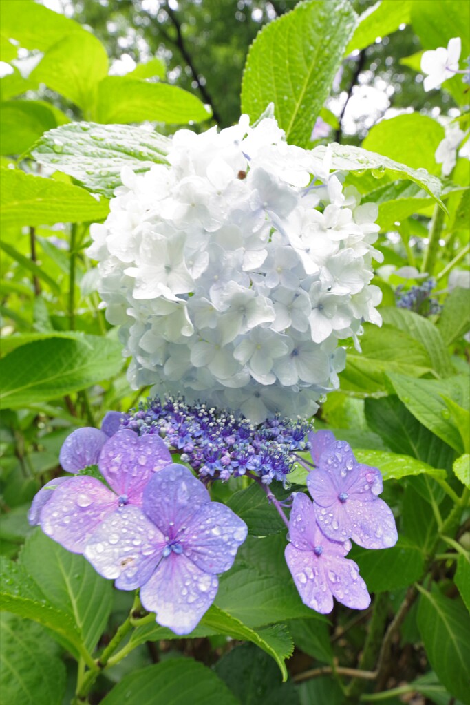 鶴見緑地雨の日の紫陽花3