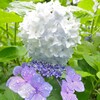 鶴見緑地雨の日の紫陽花3