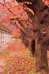 大阪城外周の紅葉