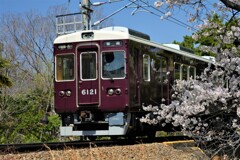 夙川の桜と阪急電車２０２３－２
