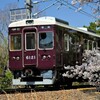 夙川の桜と阪急電車２０２３－２