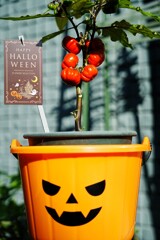 我が家のハロウィン