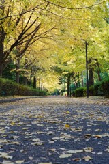 安らぎの道