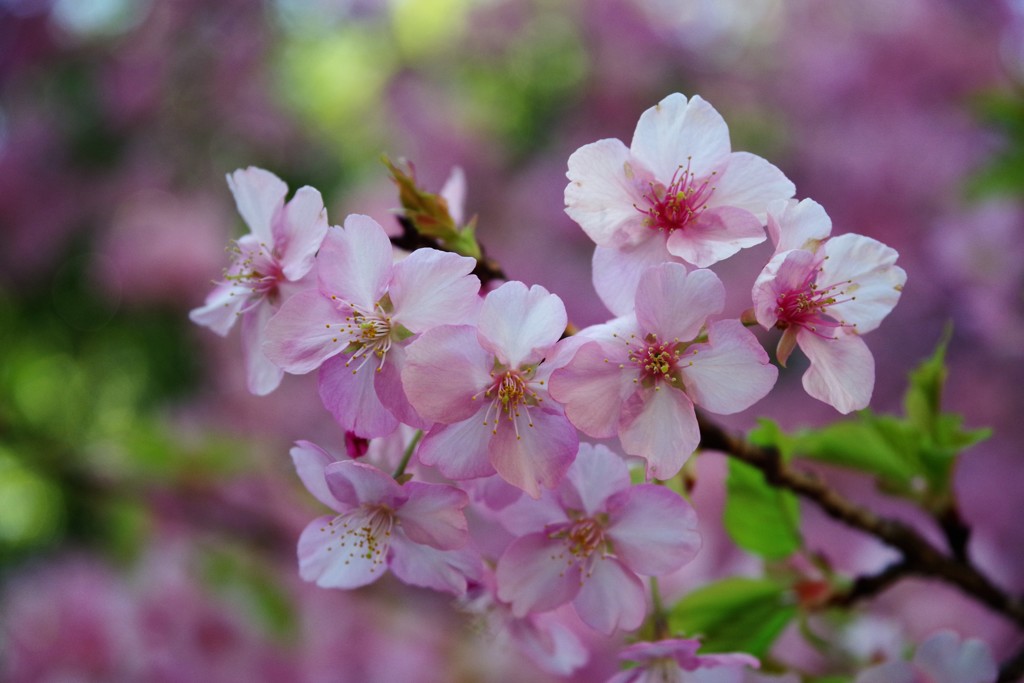 もう咲いてるよ!