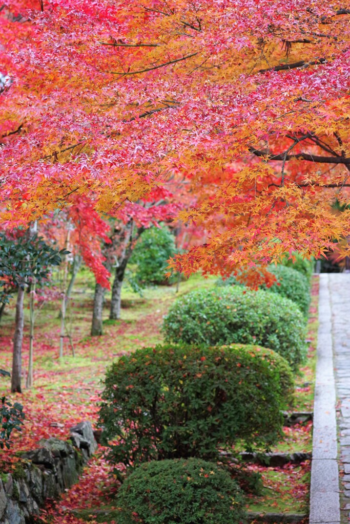 一休寺参道の秋