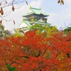 大阪城の紅葉1