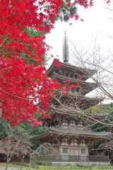 醍醐寺五重塔の秋