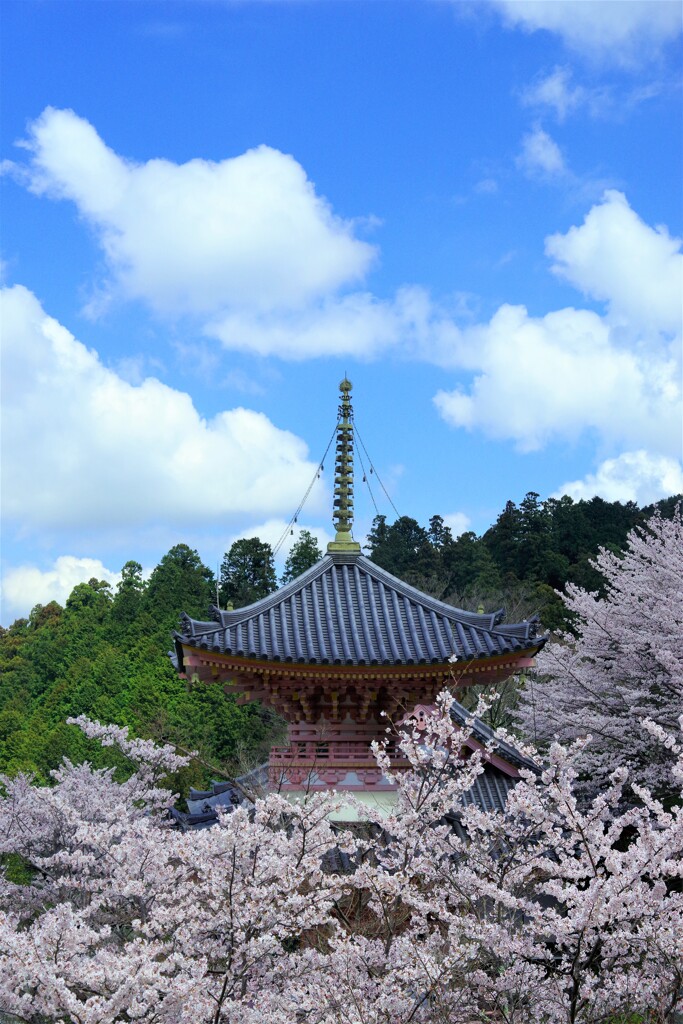 壺阪寺の春１