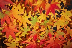 光明寺の紅葉