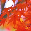 若いときは紅葉に興味がなかったのに・・・