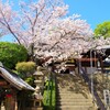 野﨑観音の桜