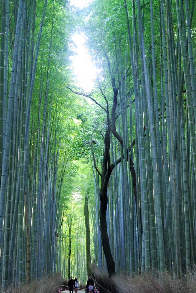 竹林の小道秋散歩