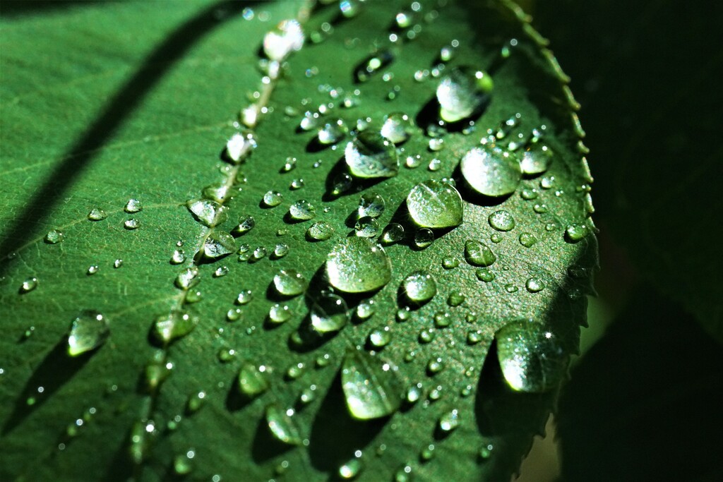 朝の水やり