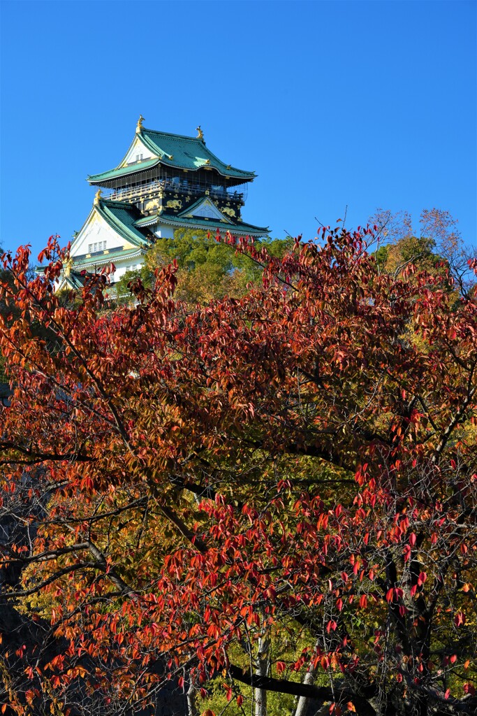 秋の大阪城１