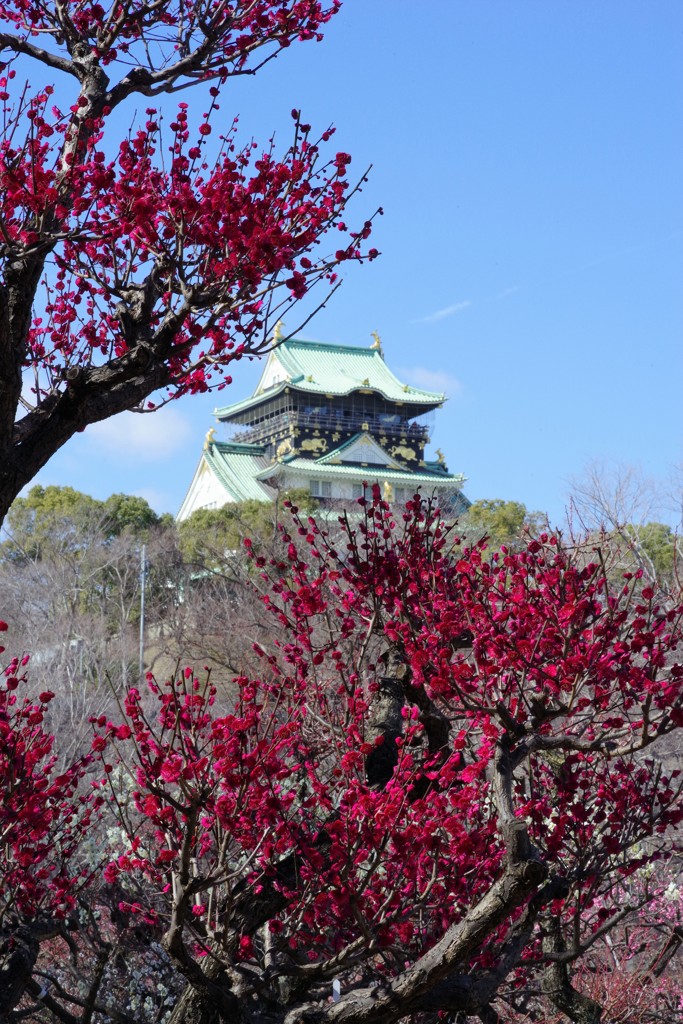 2017.2.19大阪城梅園