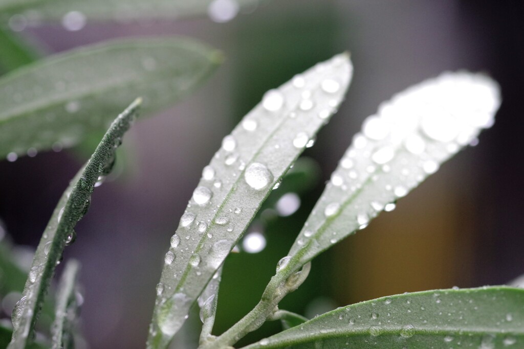 雨に打たれて