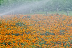 散水