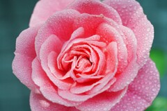 滴り