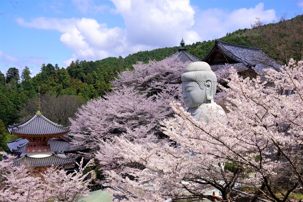 壺阪寺の春３