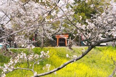 佐保川を見守って