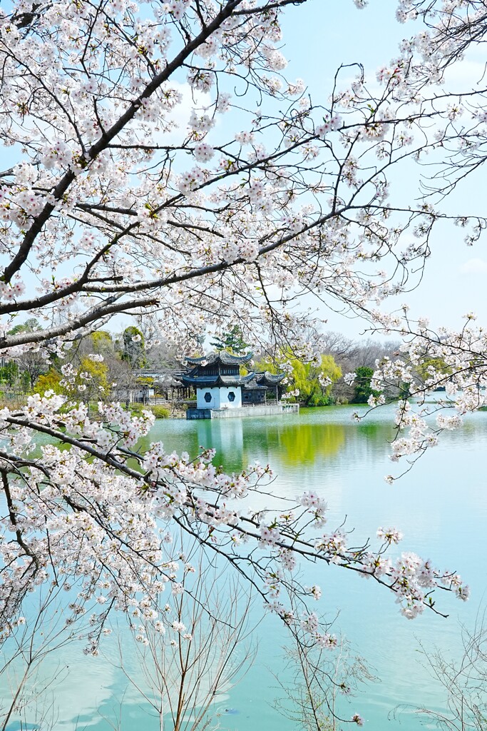花見の季節