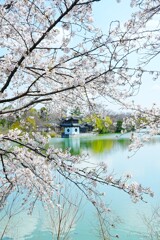 花見の季節