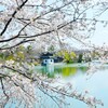 花見の季節