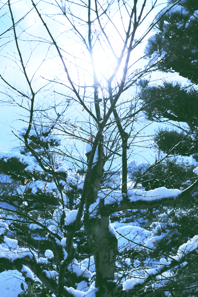 初雪の朝