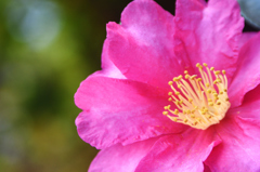 山茶花