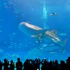 美ら海水族館