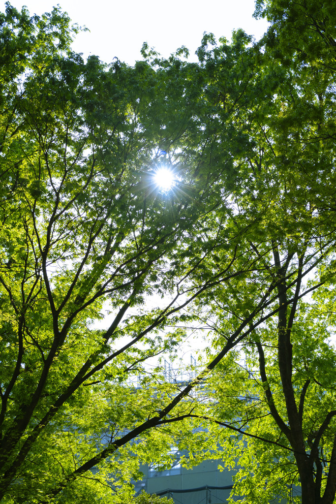 4月の晴天