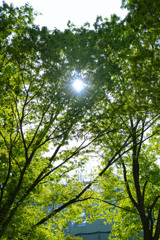4月の晴天