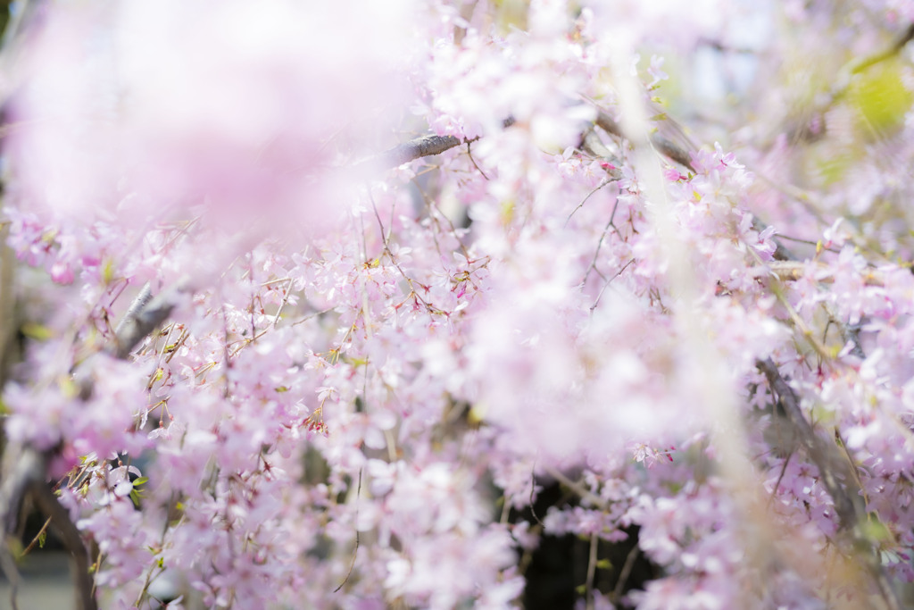 枝垂桜