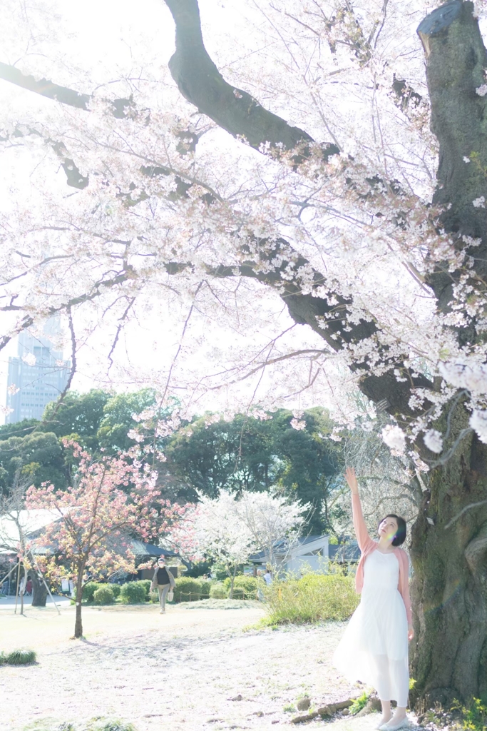 新宿御苑の桜の下