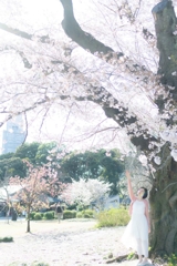 新宿御苑の桜の下