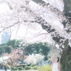 新宿御苑の桜の下