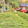 落ち葉