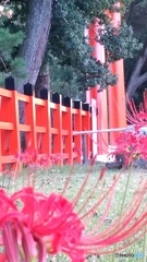 上賀茂神社と彼岸花
