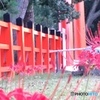 上賀茂神社と彼岸花