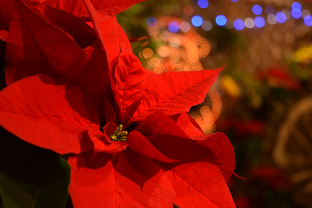イルミとポインセチア