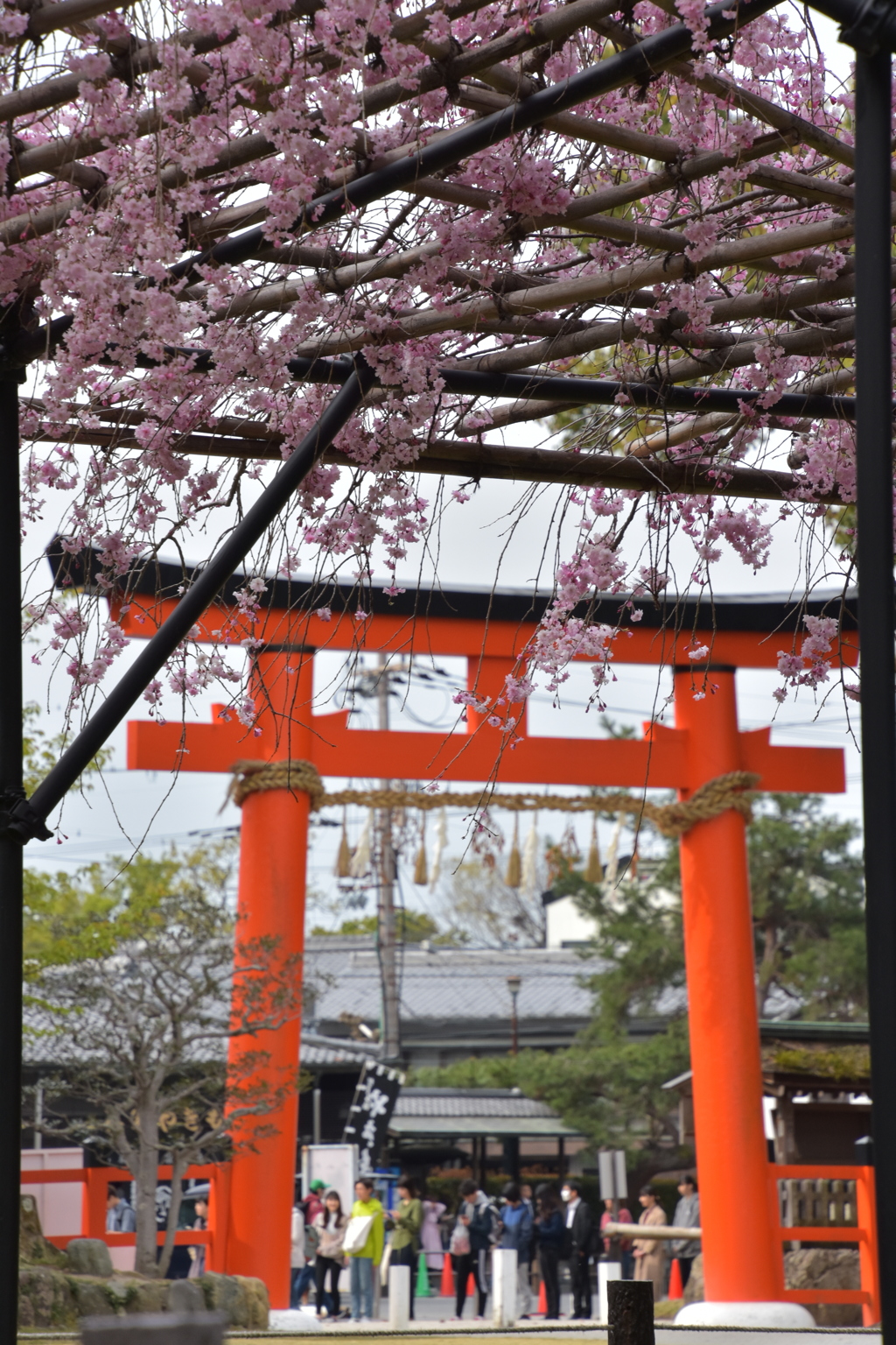 蔡王桜by上賀茂神社
